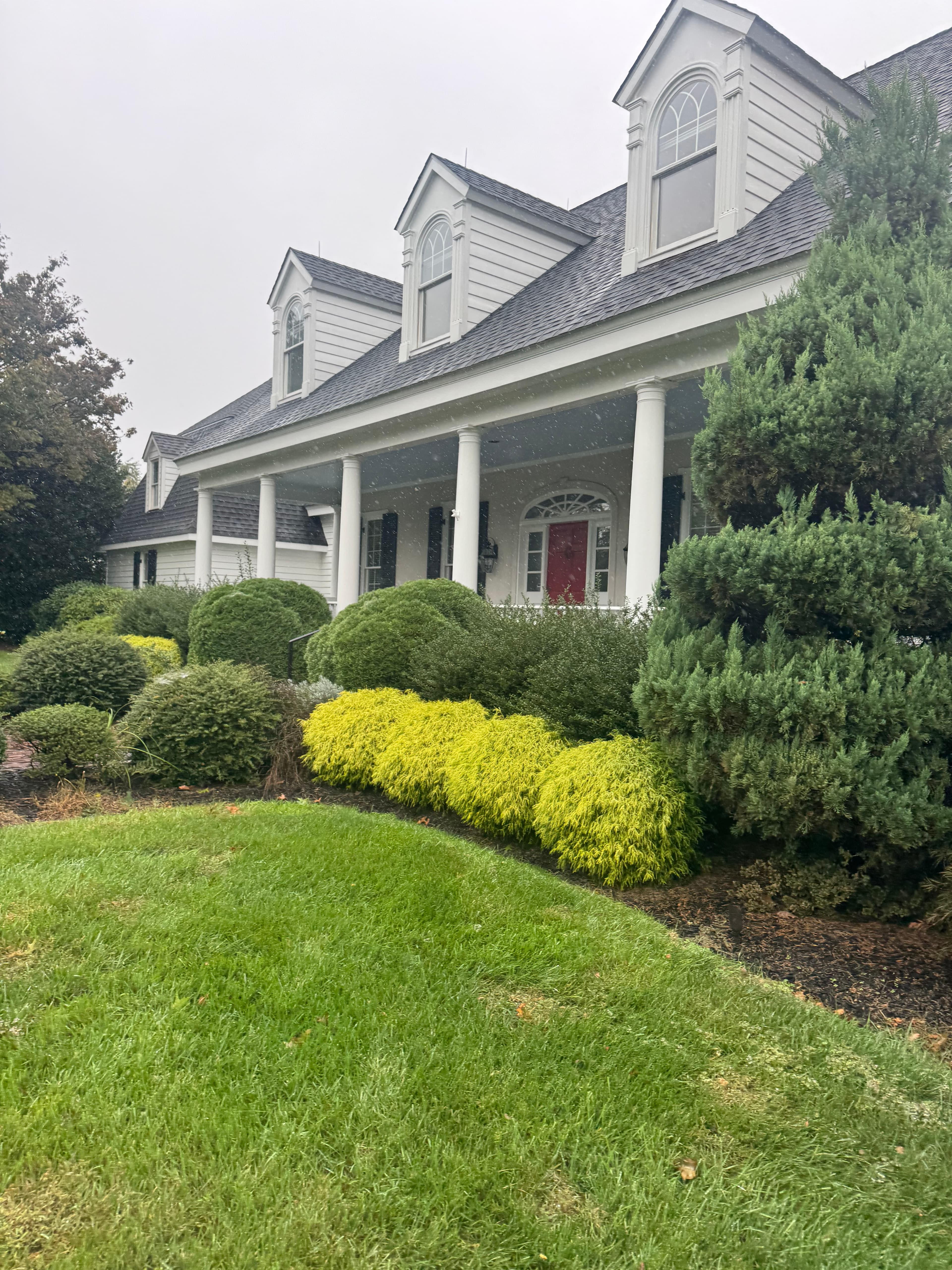 Lawn before renovation