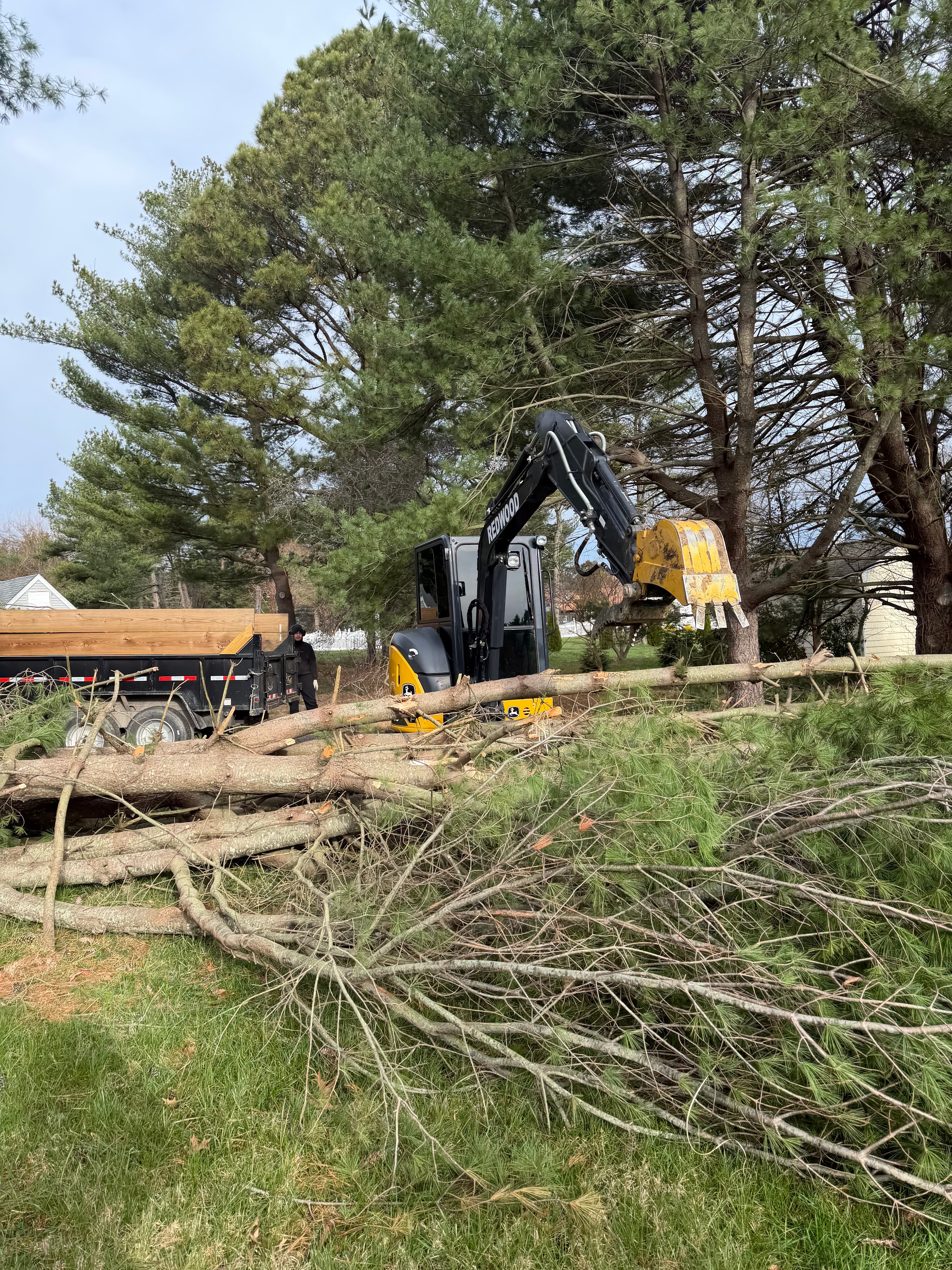 Tree removal in progress